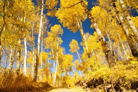 Yellow Quaking Aspen Tree