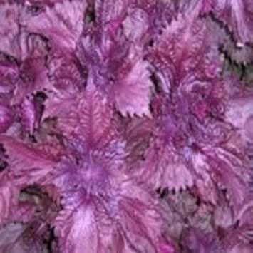 Purple Frutescens Perilla Plant Seeds - Grow Versatile Herb for Culinary Use