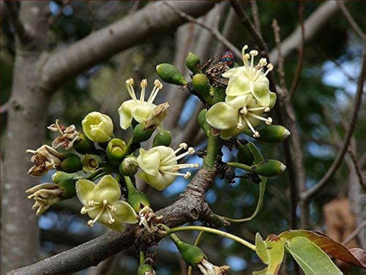 Green Ceiba Pentandra Flower Seeds for Planting - 100