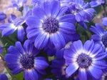 Purple Iberidifolia Flower Seeds for Garden - NON GMO Seeds Dhara Seeds