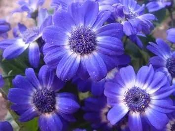 Purple Iberidifolia Flower Seeds for Garden - NON GMO Seeds Dhara Seeds