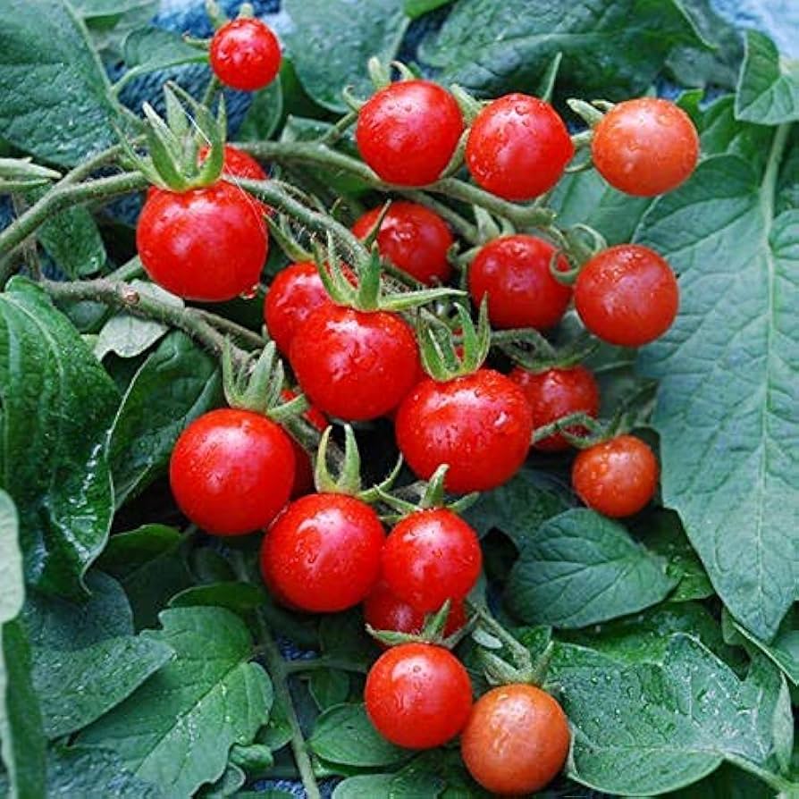 Tomato Solanum Lycopersicum Mexican Midget Vegetable Seeds for Planting – High Yield for Kitchen Garden and Containers