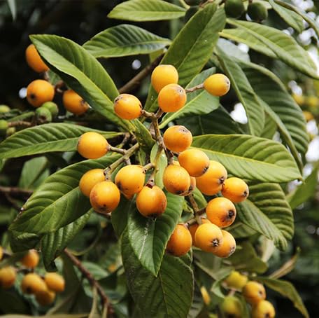 Orange Loquat Fruit - Heirloom, Non - Gmo Seeds