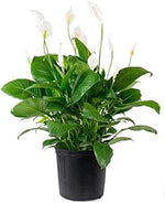 Green Spathiphyllum Plant Seeds for Planting - 100 seeds for planting in home garden