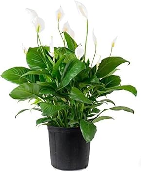 Green Spathiphyllum Plant Seeds for Planting - 100 seeds for planting in home garden