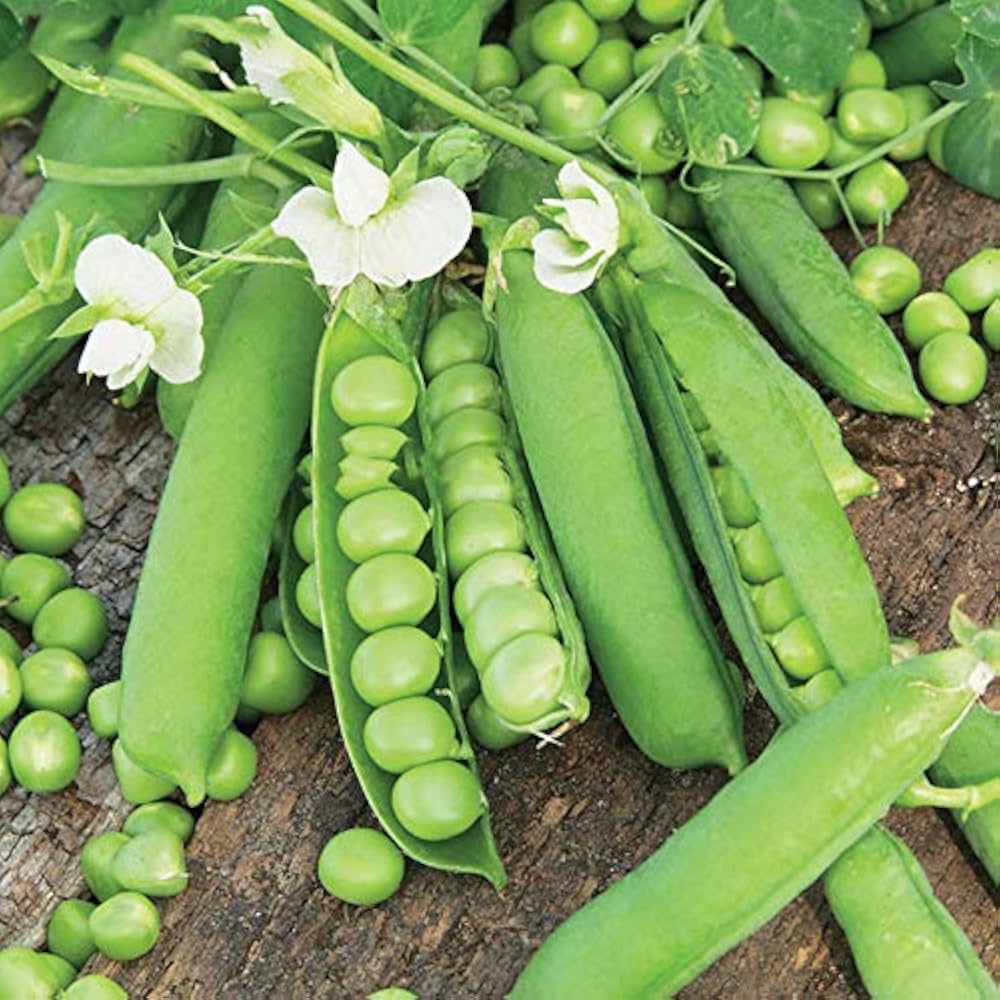 Zipper Cream Pea Pisum sativum for planting in vegetable patch