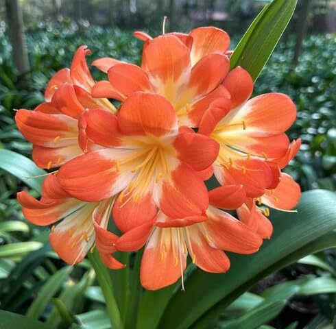Orange Clivia Flower