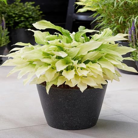 hosta seeds white 