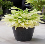 hosta seeds white 