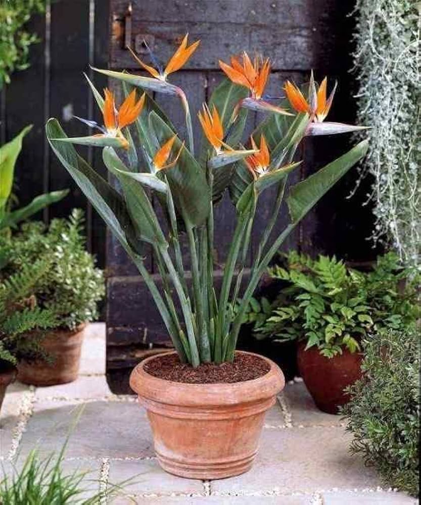 Strelitzia Strelitzia Reginae Bird of Paradise Flower Seeds for Planting – Tropical Blooms for Indoor and Outdoor Gardens