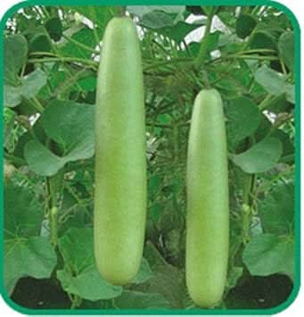 Bottle Gourd Lagenaria siceraria seeds for garden planting