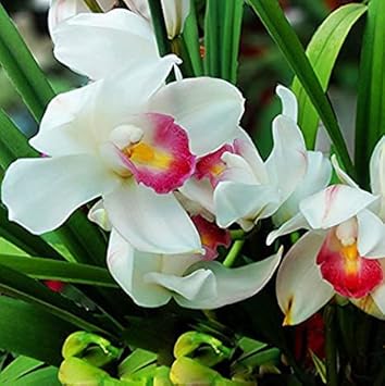 White Orchid Flower Heirloom Non Gmo Image