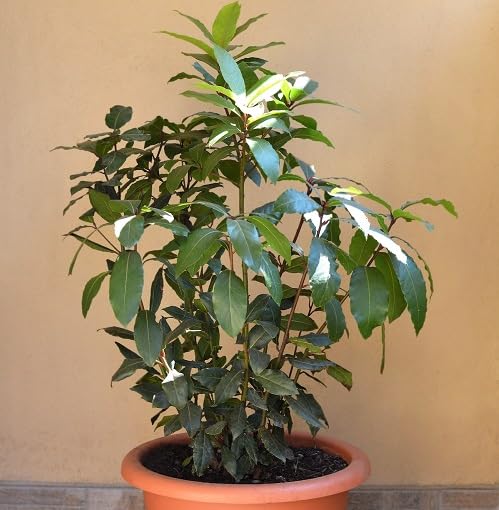 Green Bay Leaf - Heirloom, Non - Gmo Seeds