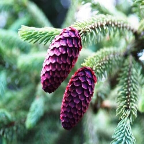 Spruce Tree - Heirloom, Non - Gmo Seeds