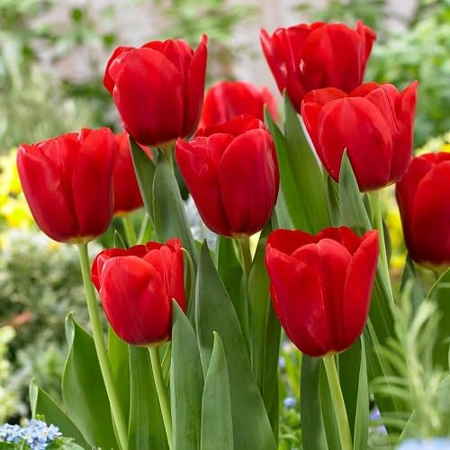 Red Tulip Flower