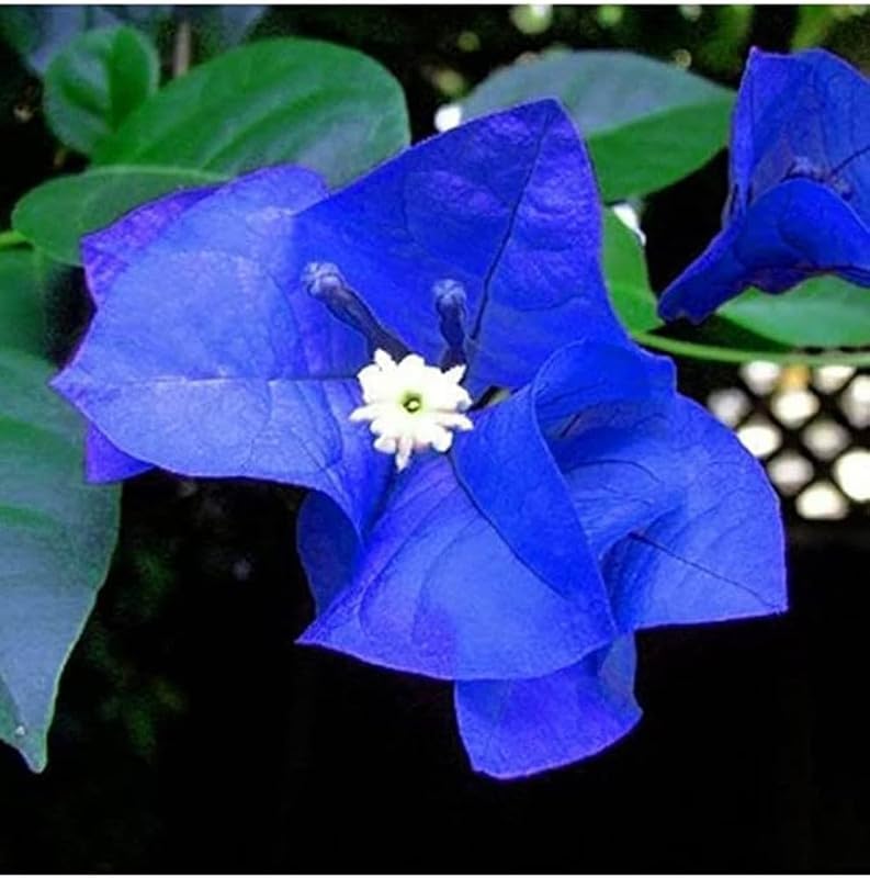 Bougainvillea Spectabilis Flower Seeds, , Garden Plant