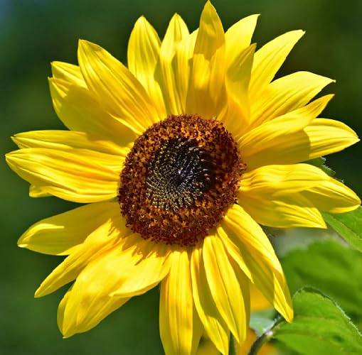 Yellow Sunflower Flower