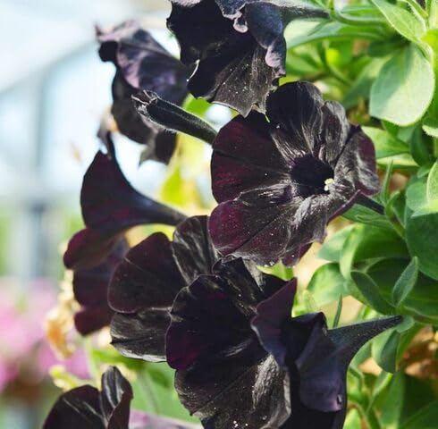 Black Petunia Flower