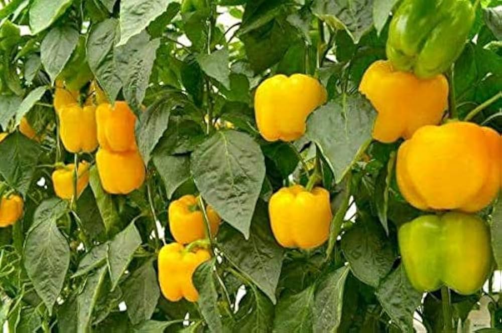 Golden Nugget Pepper Seeds for Home Garden or Market Planting