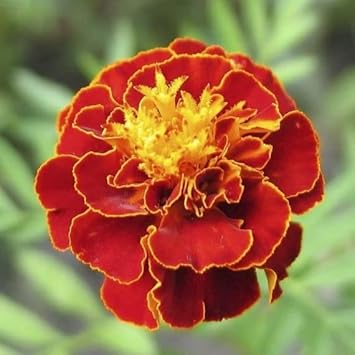 Multi-Colored Marigold Flower Seeds - 100 pcs