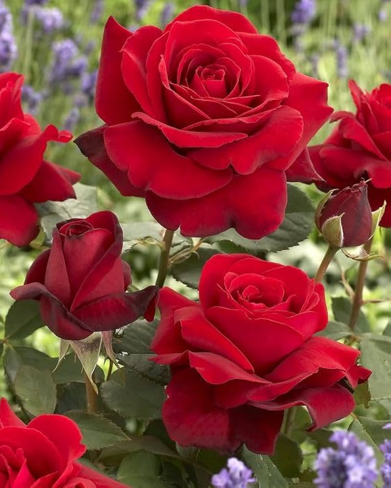 Rose Tree Seeds - Pieces for European Rose Garden, Flowering Green Tree