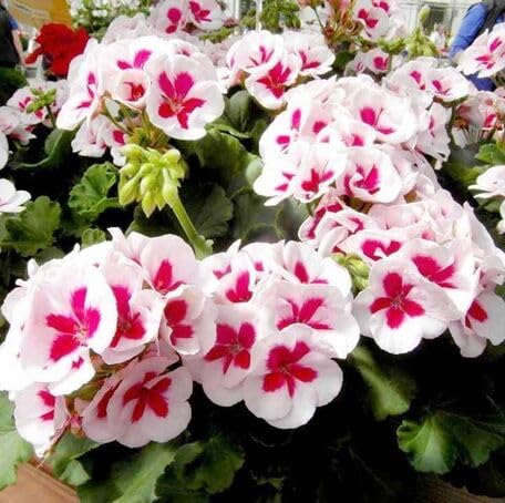 Pink White Geranium Flower