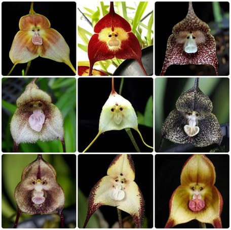Mixed Monkey Face Orchid Flower - Heirloom, Non - Gmo Seeds