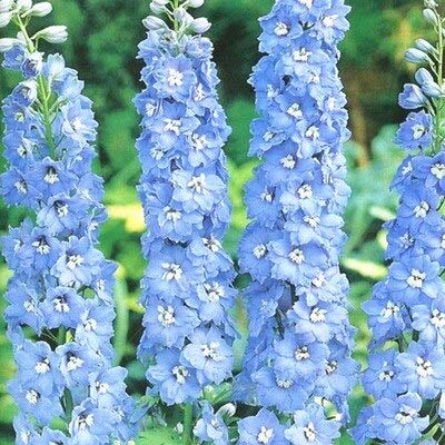 Delphinium Seeds - Light Blue White Bee