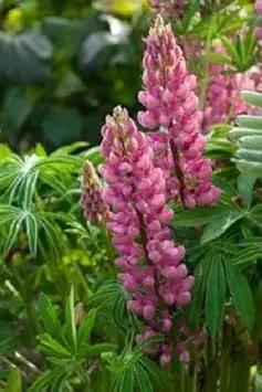 Pink Lupine Flower Seeds for Planting, NON GMO Seeds for planting in home garden