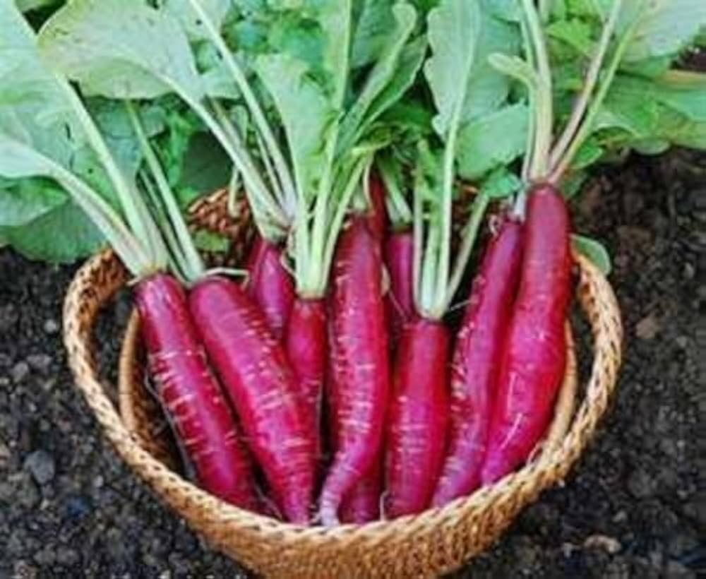 China Rose Ravanello Winter Seeds for Planting vegetable patch garden