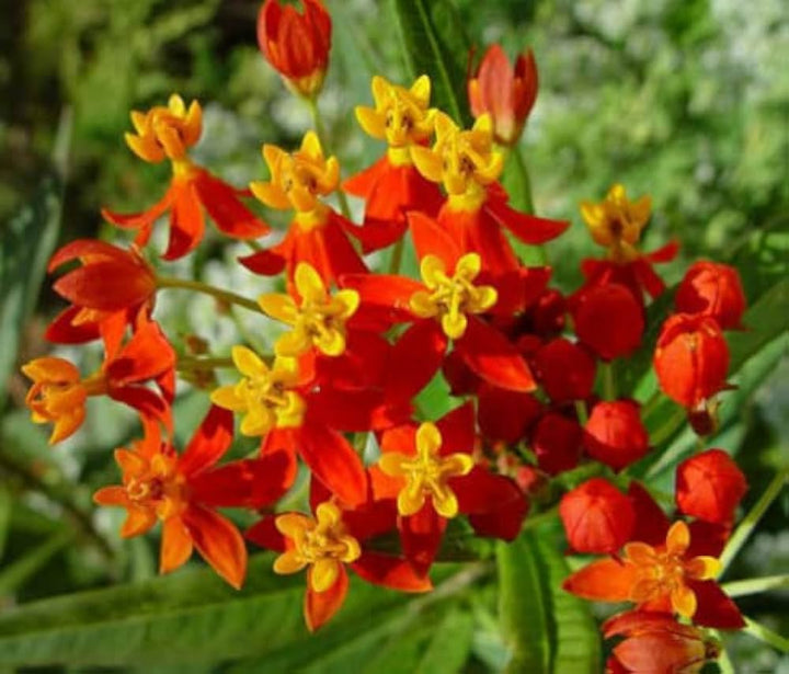 Asclepias Curassavica Flower Seeds for Planting - 100