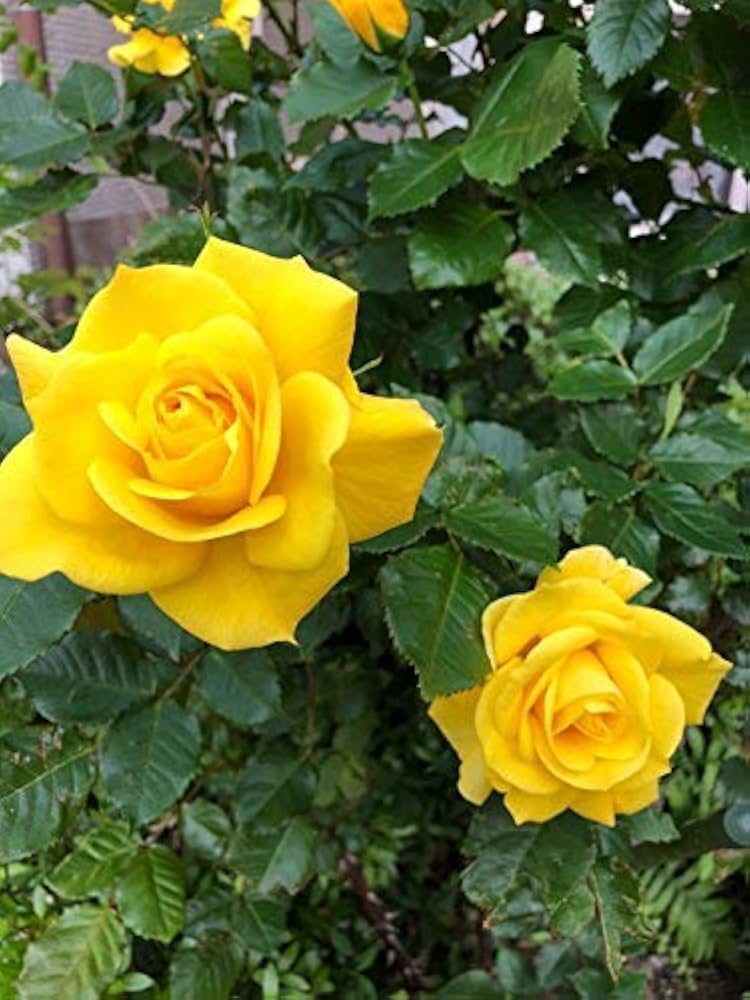 Yellow Rose home garden seeds