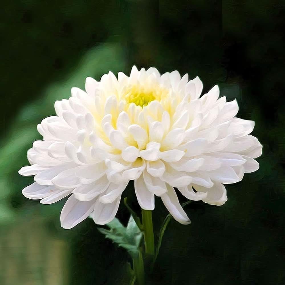 Chrysanthemum Morifolium Perennial Flower Seeds for Planting in vertical garden planters and front yard beds