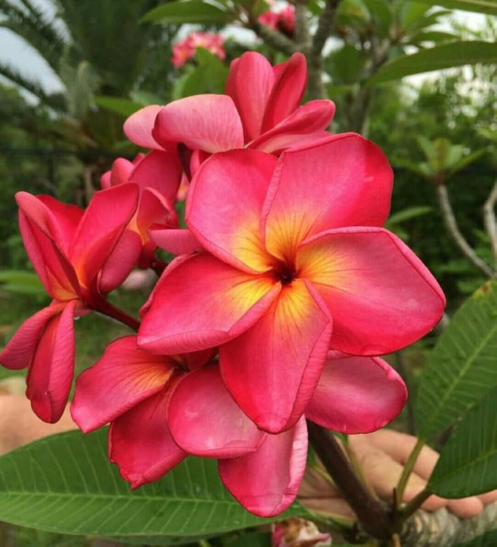 Heirloom Non-GMO Maroon Frangipani Flower Seeds for Planting – Exotic Fragrant Blooms for Tropical Gardens