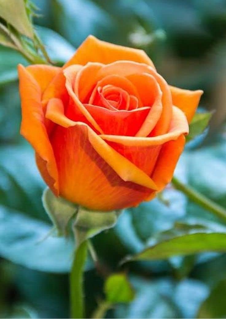 Rose Flower Orange Heirloom Non Gmo Image