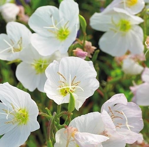 White Oenothera Flower