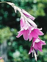 Purple Dierama Pendulum Flower Seeds for Planting - NON GMO Seeds Dhara Seeds