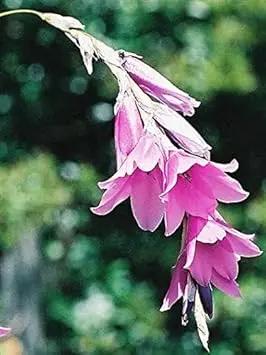 Purple Dierama Pendulum Flower Seeds for Planting - NON GMO Seeds Dhara Seeds