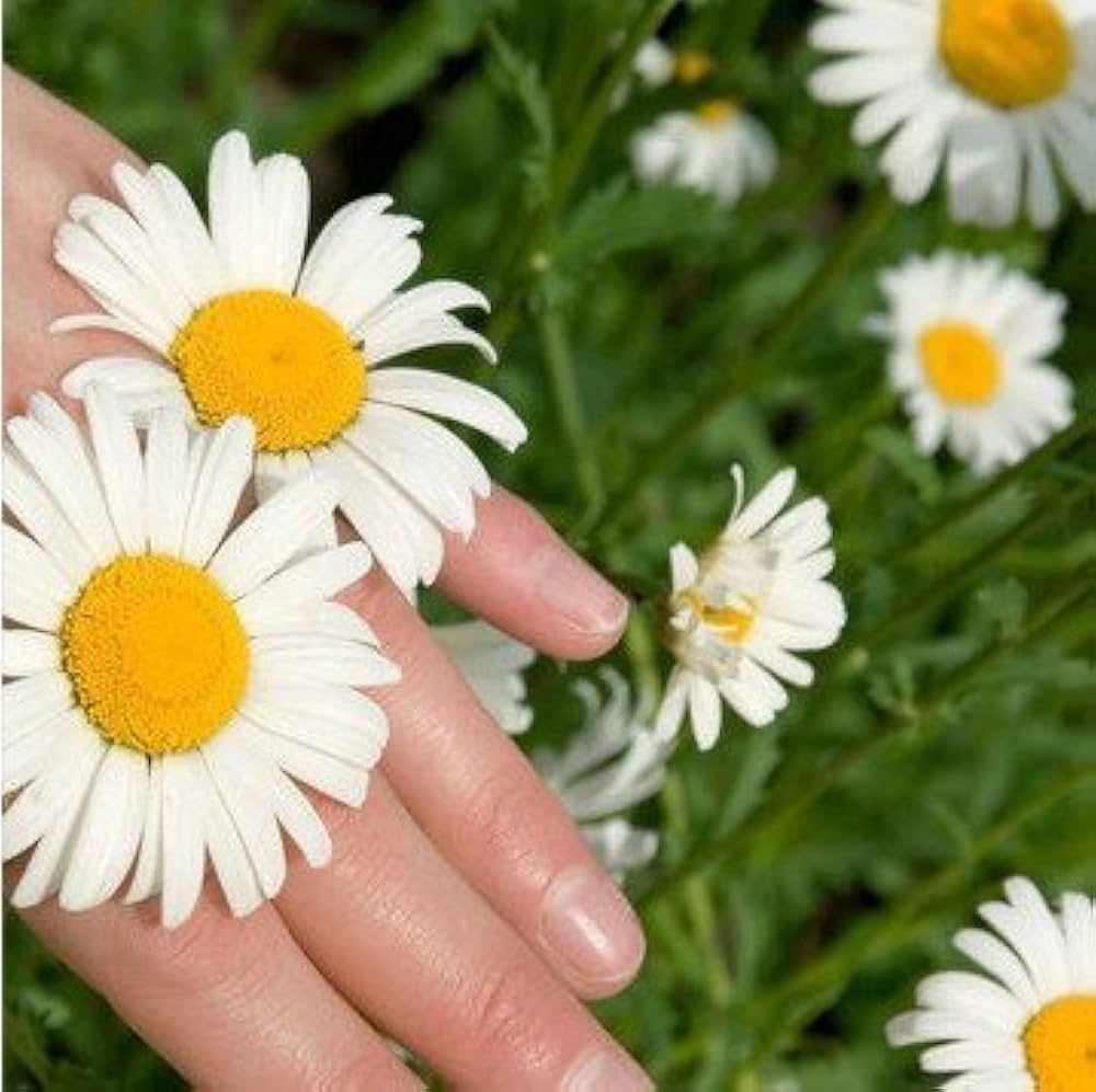 Chandramukhi white flower seeds (Chrysanthemum spp.) for summer garden