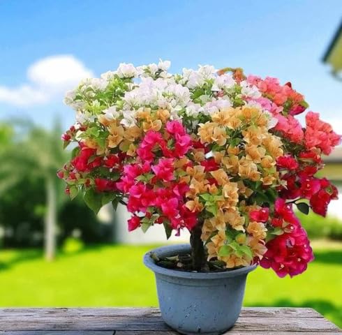 Mixed Bougainvillea Flower Seeds – Heirloom, Non-GMO, High Germination Organic Garden Seeds for Planting