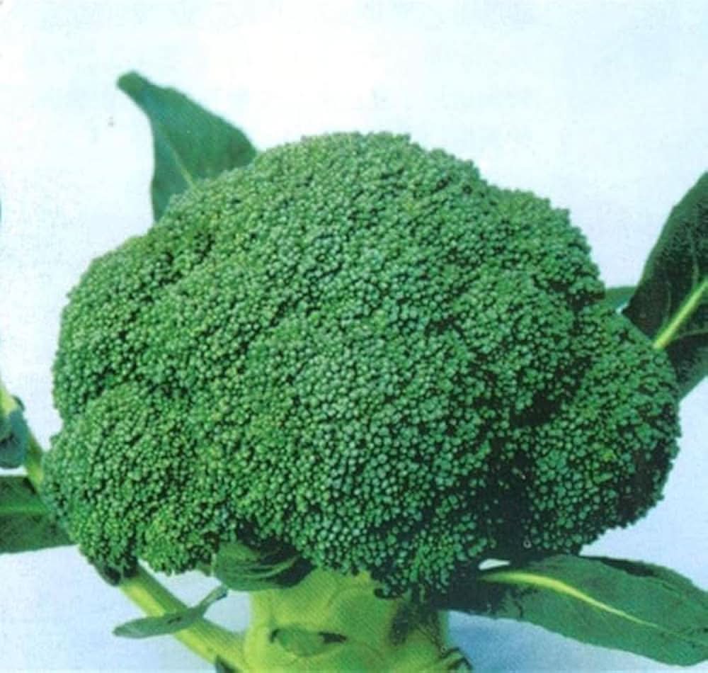 De Cicco Broccoli Brassica Oleracea Seeds