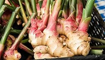 Green White Perennial Ginger Zingiber officinale for planting in herb garden