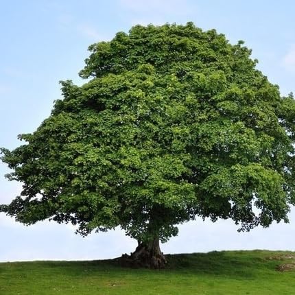 Sycamore Tree - Heirloom, Non - Gmo Seeds