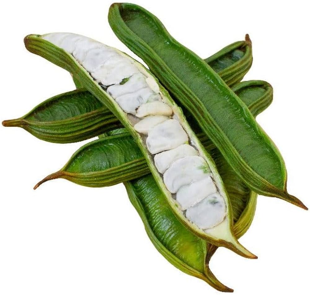 Ice Cream Bean (Inga edulis)