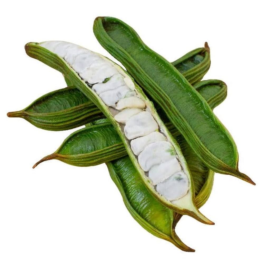 White Tepary Bean Vegetable Seeds for Planting, heirloom & Non-GMO Seeds