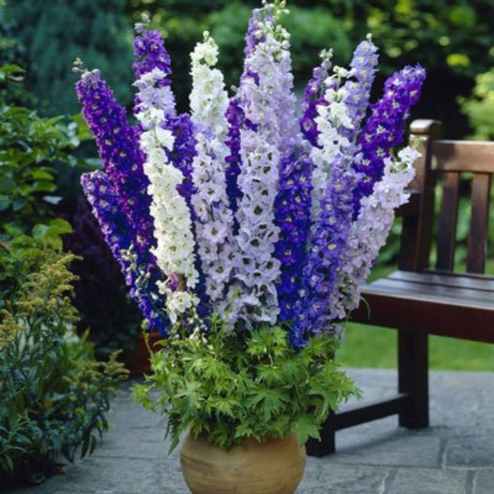 Delphinium LILAC BLUE SWIRL Larkspur Flower Spikes Cut Flowers Seeds – Heirloom, Non-GMO, High Germination Organic Garden Seeds