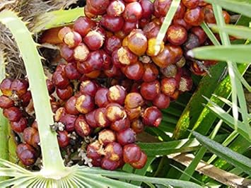 Green Chamaerops Humilis Tree - Heirloom, Non - Gmo Seeds