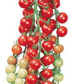 Heirloom Sweetie Red Cherry Tomato Seeds