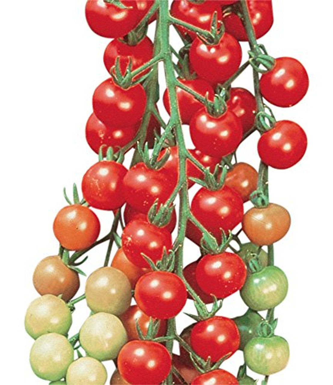 Heirloom Sweetie Red Cherry Tomato Seeds