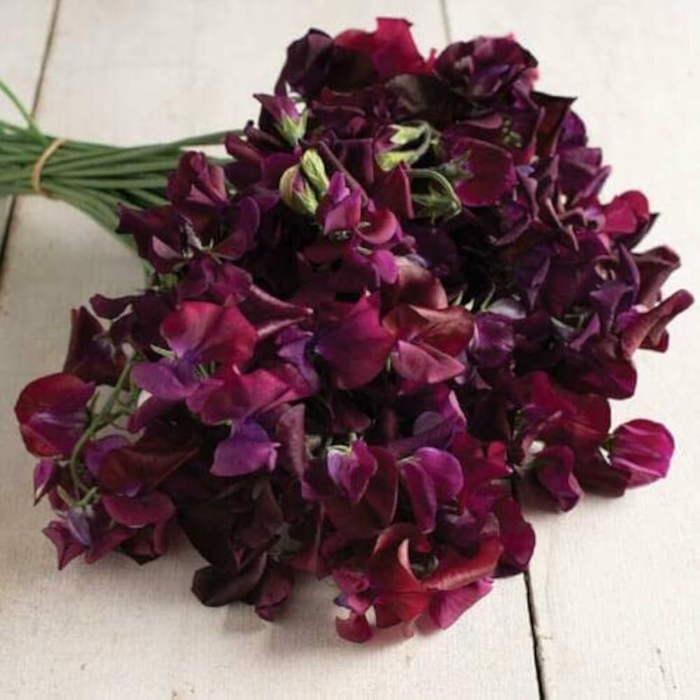 Sweet Pea Lathyrus Odoratus Winter Elegance Burgundy Flower Seeds for Planting – Ideal for Trellises and Cut Flower Gardens